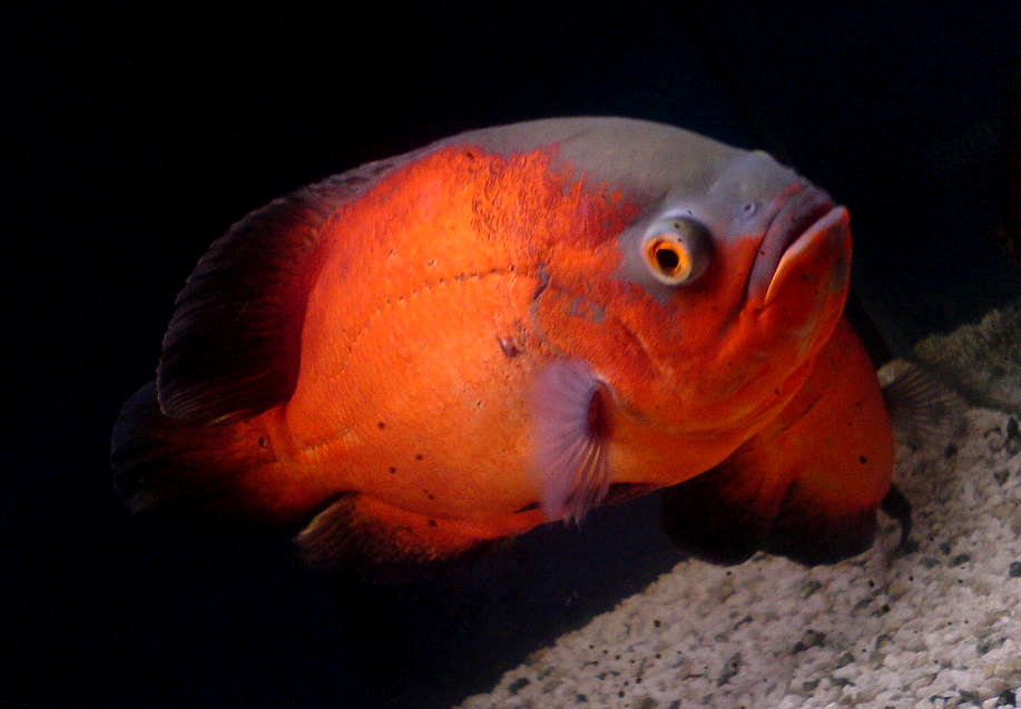 Oscar Fish Food List