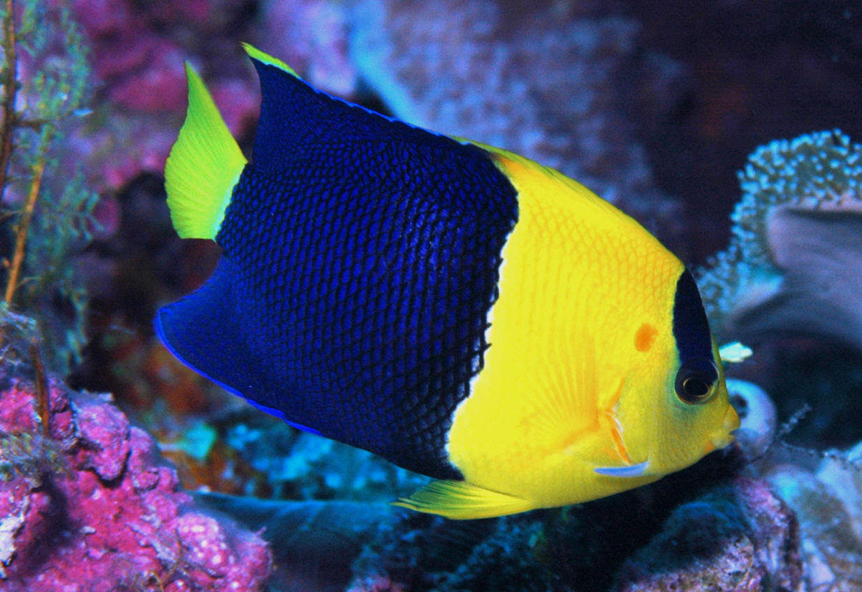 Bicolor Angelfish (Centropyge bicolor) Species Profile :: AquariumDomain.com