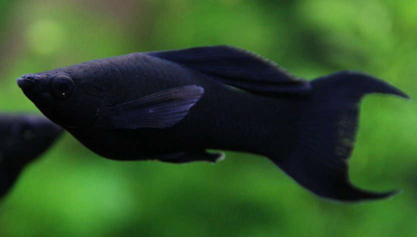 Black Molly Poecilia Latipinna Species Profile Aquariumdomain Com Black Molly Poecilia Latipinna Species Profile Aquariumdomain Com