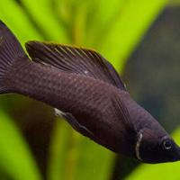 Black Molly Poecilia Latipinna Species Profile Aquariumdomain Com Black Molly Poecilia Latipinna Species Profile Aquariumdomain Com