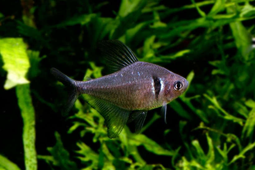Black Phantom Tetra - Hyphessobrycon megalopterus Fish Profile & Care Guide