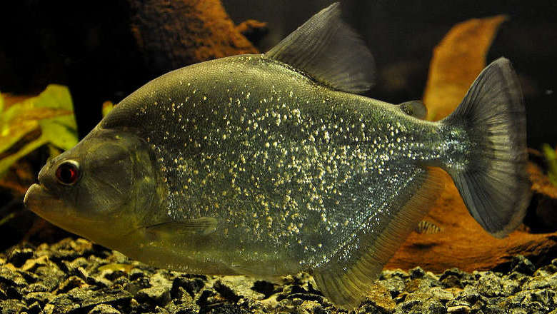 Black piranha care deals