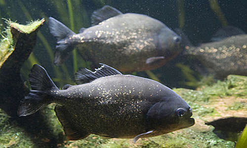Black Piranha Species Profile AquariumDomain