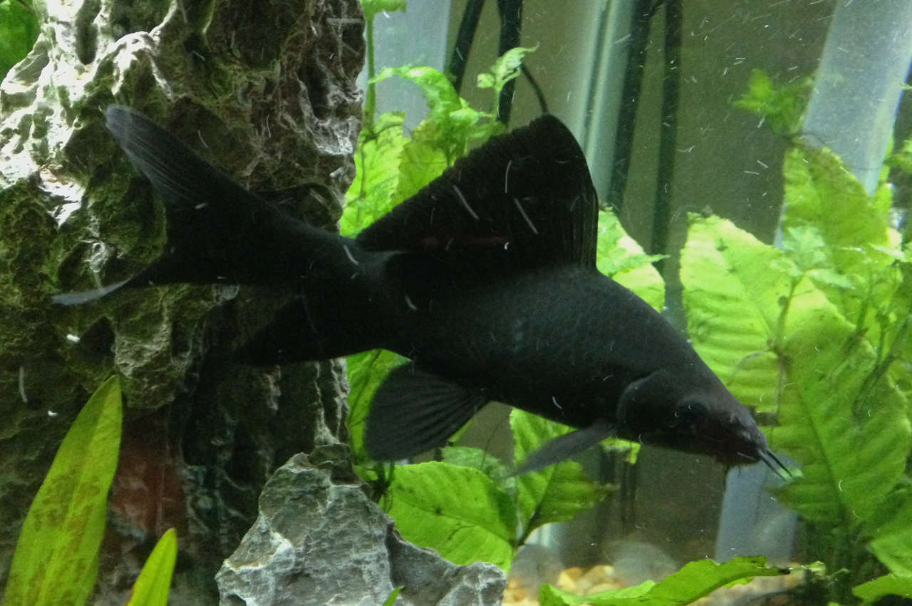 Black shark freshwater sales fish
