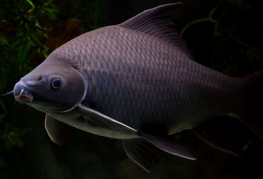 Black Shark (Labeo chrysophekadion) Species Profile 