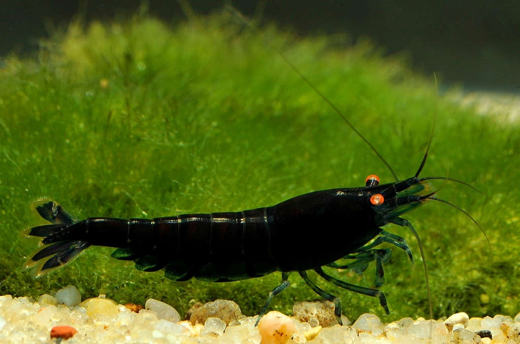 Black Tiger Shrimp Species Profile :: AquariumDomain.com