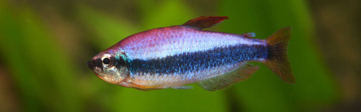 Blue Emperor Tetra (Inpaichthys kerri) Species Profile