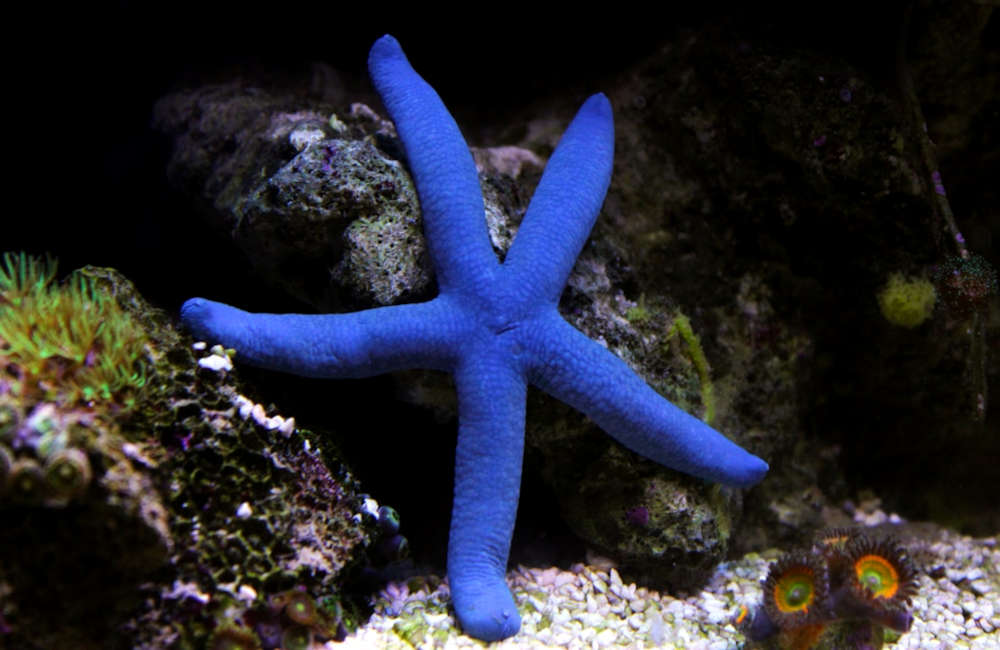 Blue Linkia Starfish