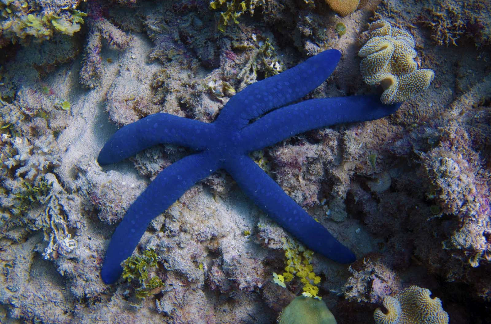 Blue Linkia Starfish