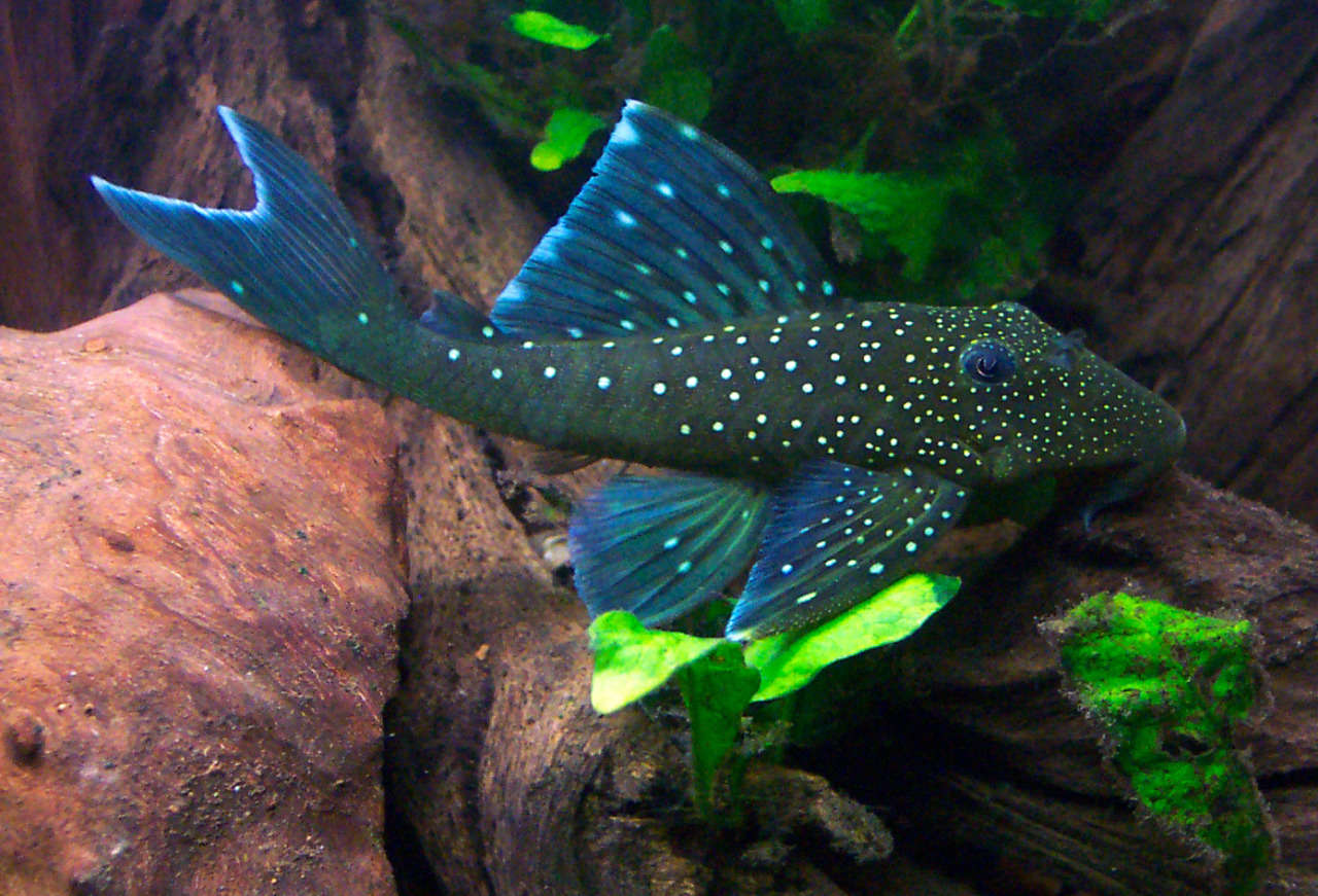 Blue phantom shop pleco care