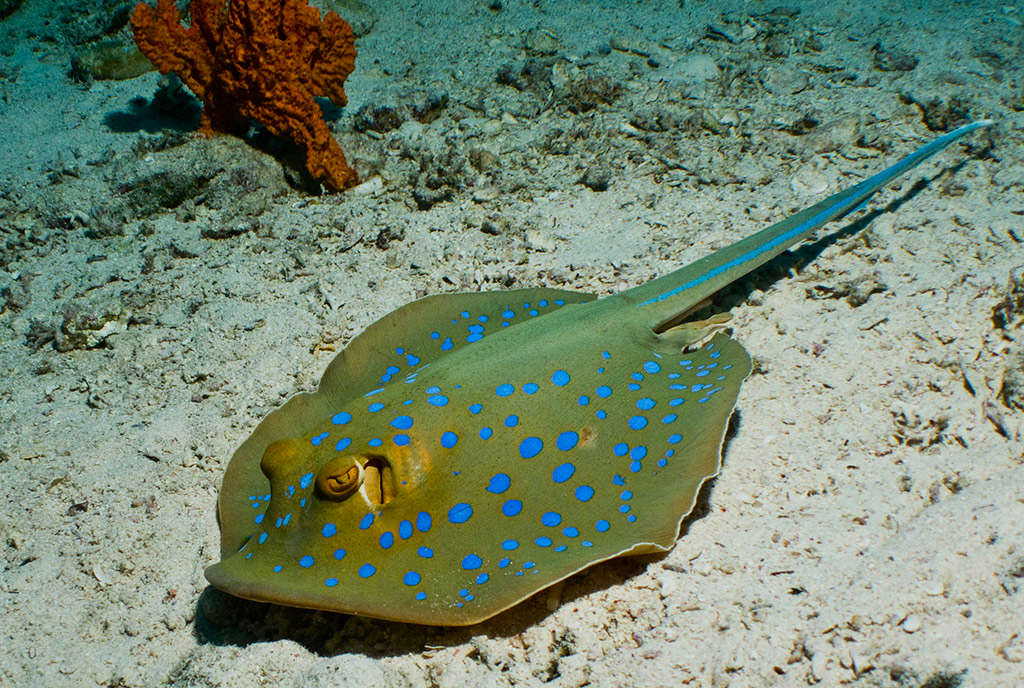 Blue spotted stingray deals care