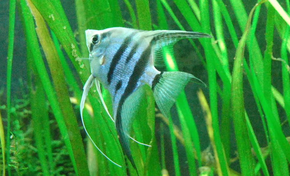 Blue zebra angelfish for sales sale