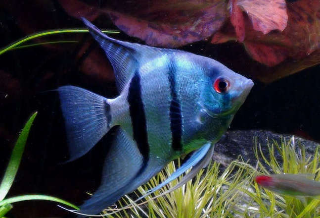 Blue shop angelfish tropical