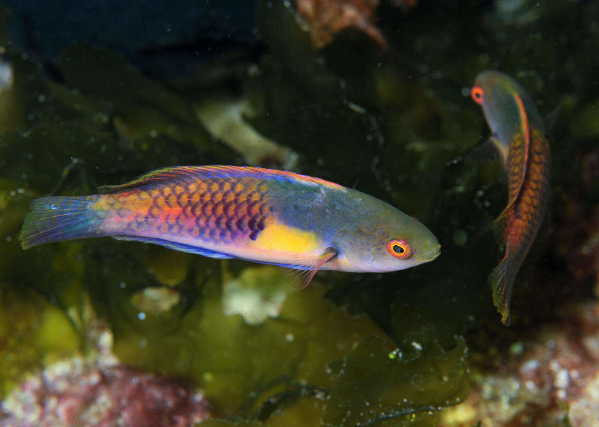 Yellow Flanked Fairy Wrasse – Canada Corals