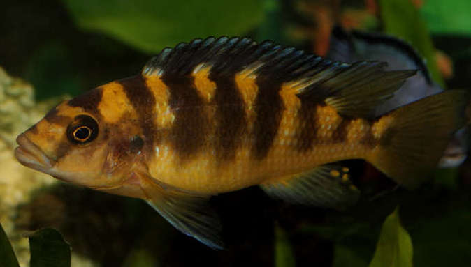 Bumblebee cichlid cheap care