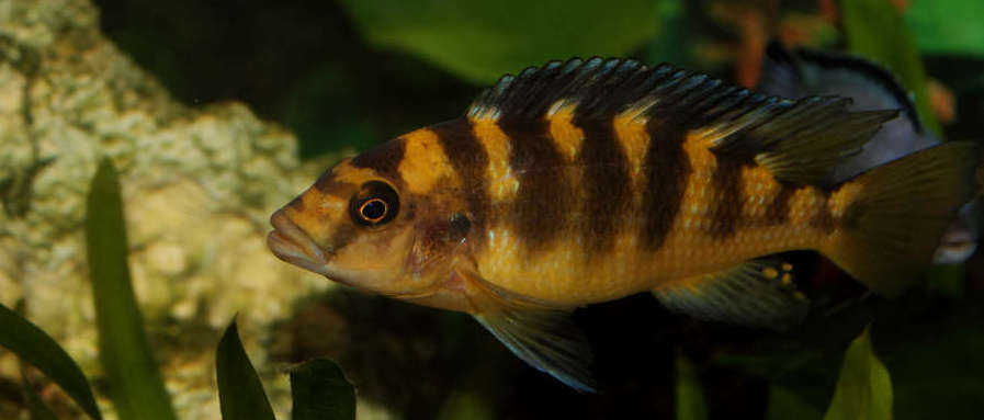 Bumblebee Cichlid African Cichlid Species Profile AquariumDomain