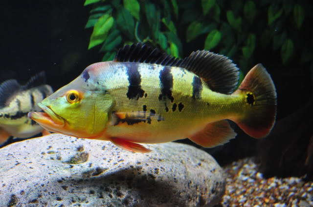 Butterfly Peacock Bass Cichla ocellaris Species Profile
