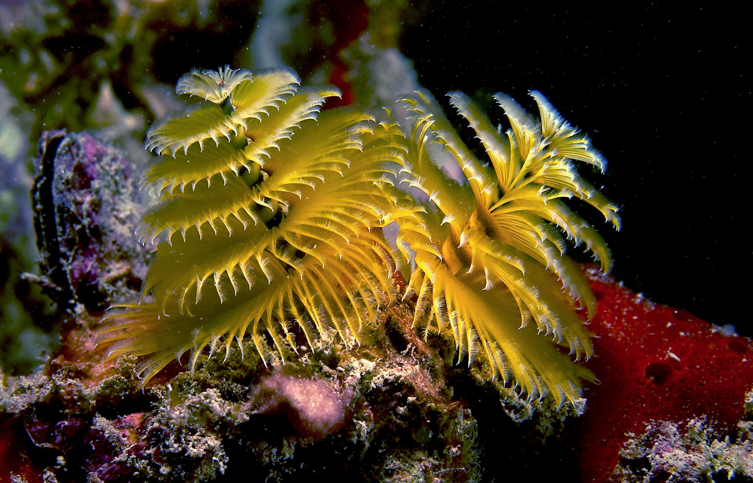 Christmas Tree Worm Spirobranchus Giganteus Species Profile Aquariumdomain Com