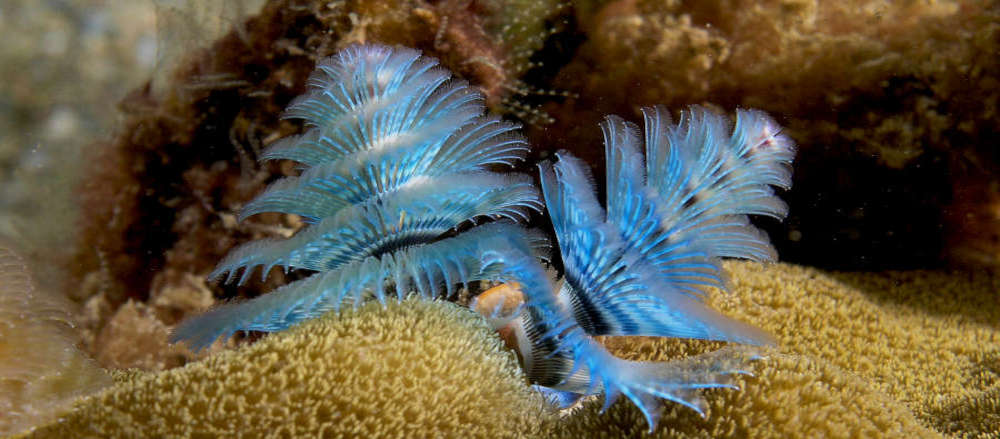 Christmas Tree Worm Spirobranchus Giganteus Species Profile Aquariumdomain Com