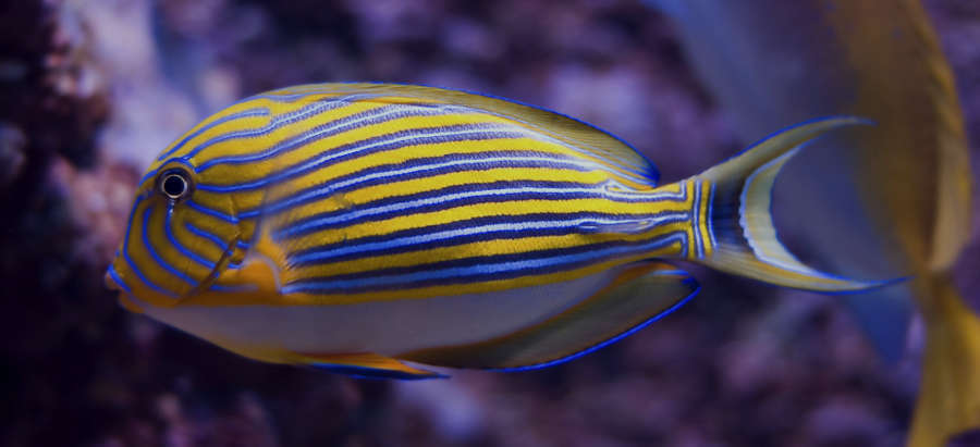 Clown tang care hot sale