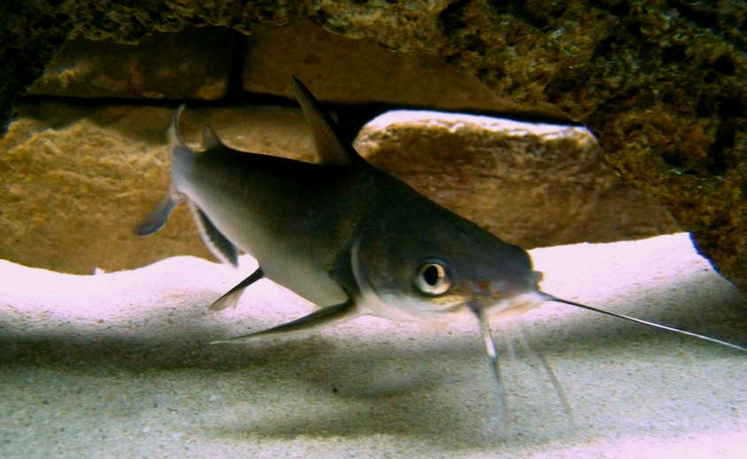 freshwater shark catfish