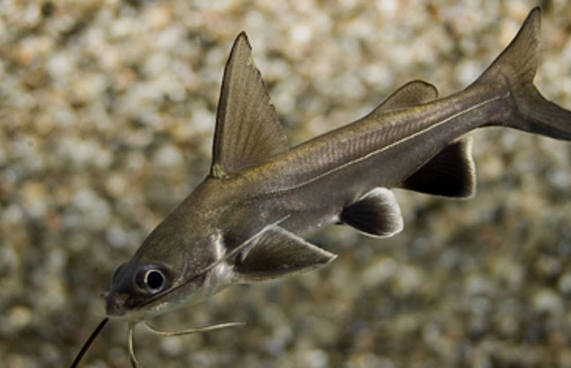 Columbian Shark (Arius jordani) Species Profile :: AquariumDomain.com