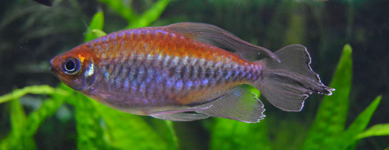 Congo Tetra Phenacogrammus Interruptus Species Profile Aquariumdomain Com