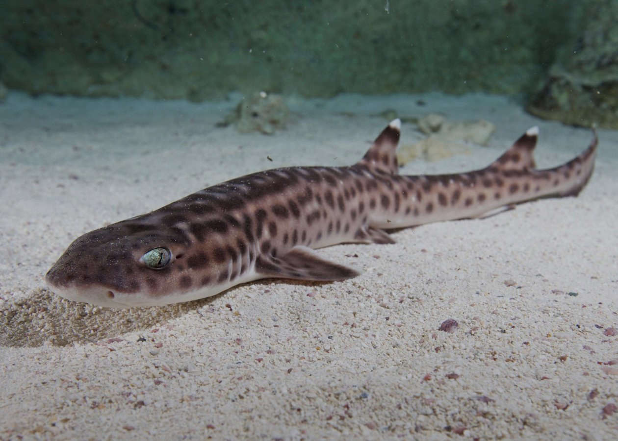 Coral Catshark (Atelomycterus marmoratus) Species Profile ::  AquariumDomain.com