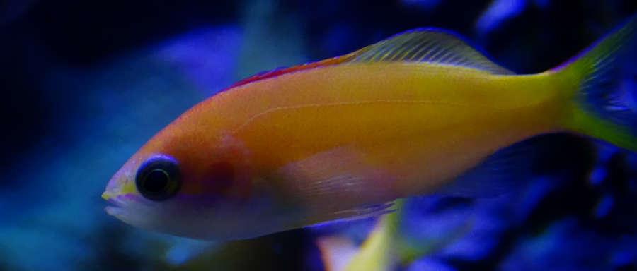 Dispar anthias care shop