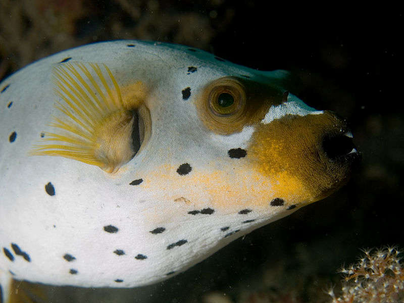 What Does A Dog Face Puffer Eat