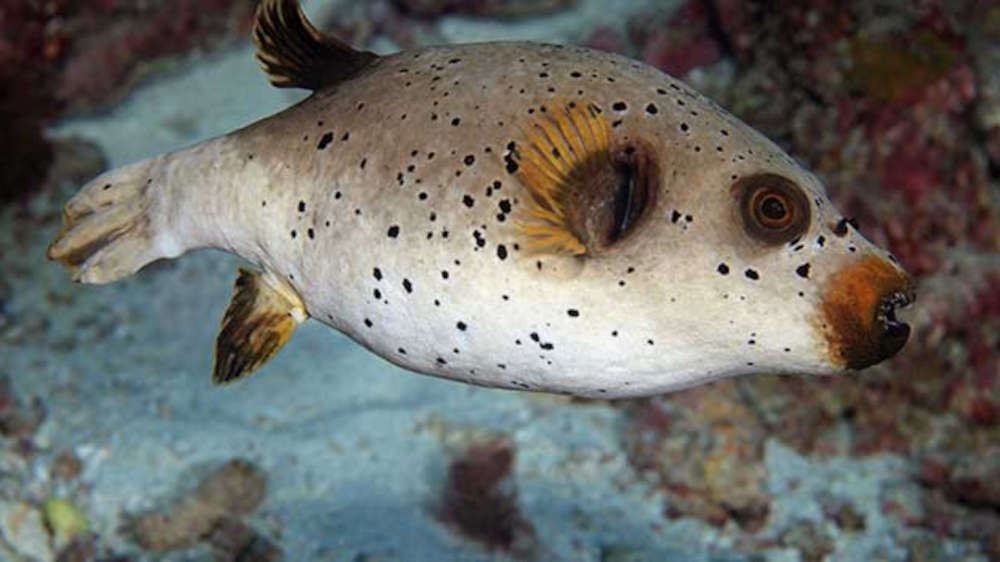 What Does A Dog Face Puffer Eat