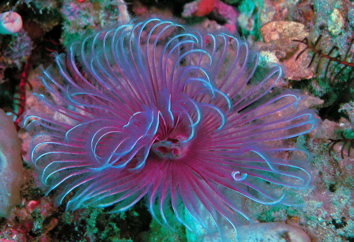 Red Feather Duster Worm