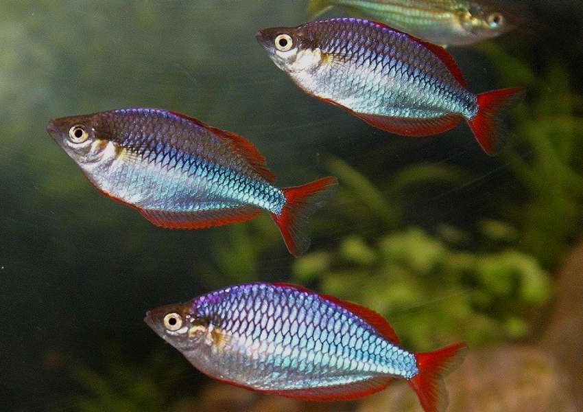Neon rainbow sales fish care