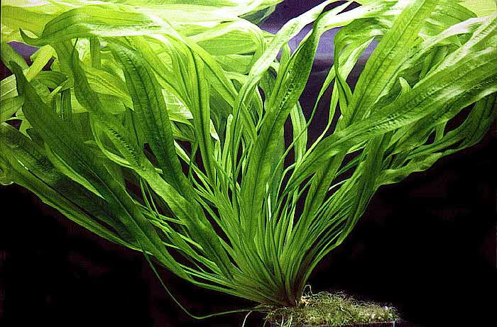 Jade Hormanii Sword Echinodorus uruguayensis v. 