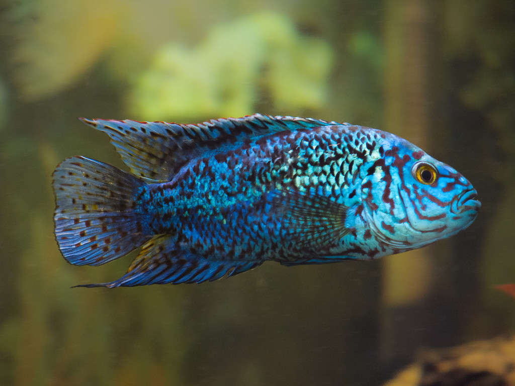 Electric Blue Jack Dempsey Nandopsis octofasciatum var. Electric Blue Species Profile AquariumDomain