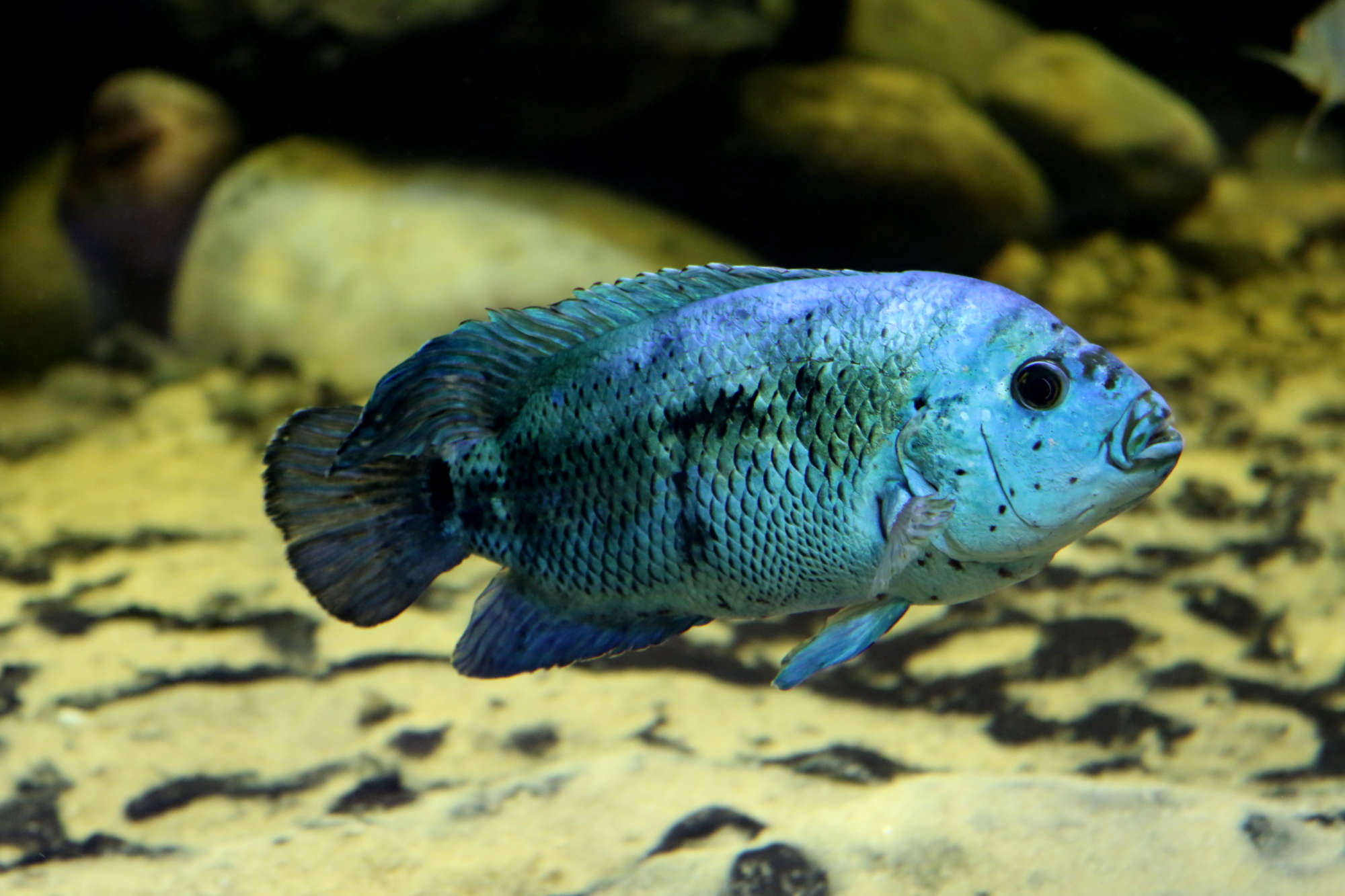 Schuppen Ein Satz Politik electric blue jack dempsey size Durch