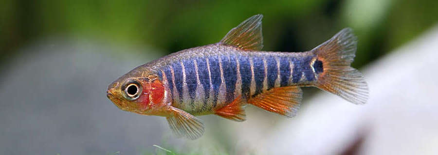 emerald dwarf rasbora care
