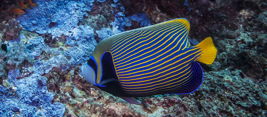 emperor angelfish care