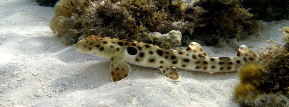 Epaulette Shark (Hemiscyllium ocellatum) Species Profile ::  AquariumDomain.com
