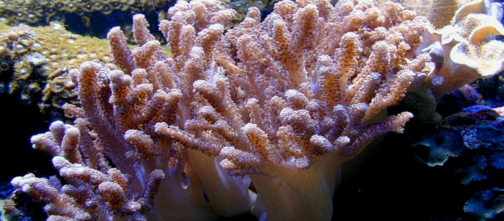 Finger Leather Coral (Sinularia sp.) Species Profile :: AquariumDomain.com