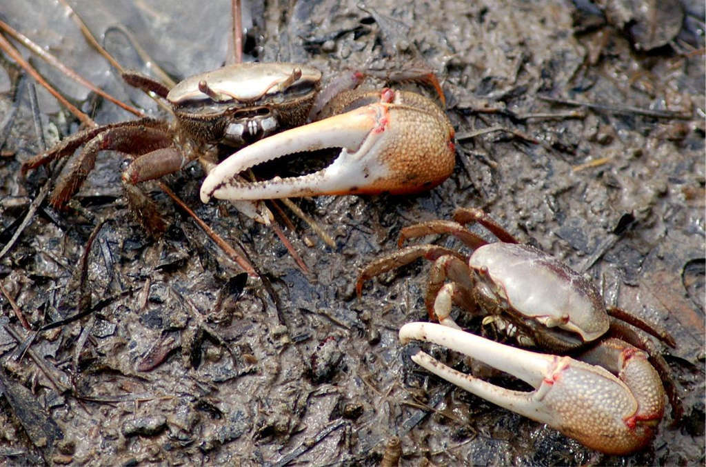 Florida Fiddler Crab Species Profile 