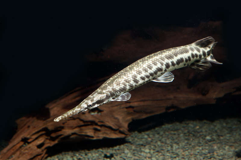 Florida Gar Species Profile AquariumDomain