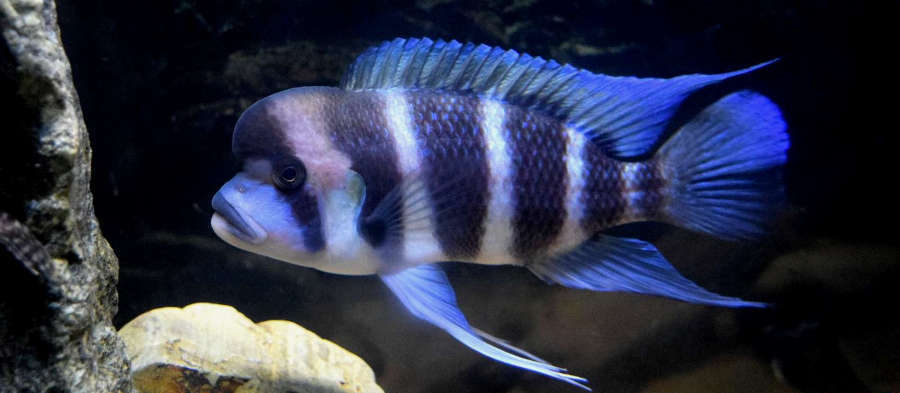 Frontosa cichlid best sale care