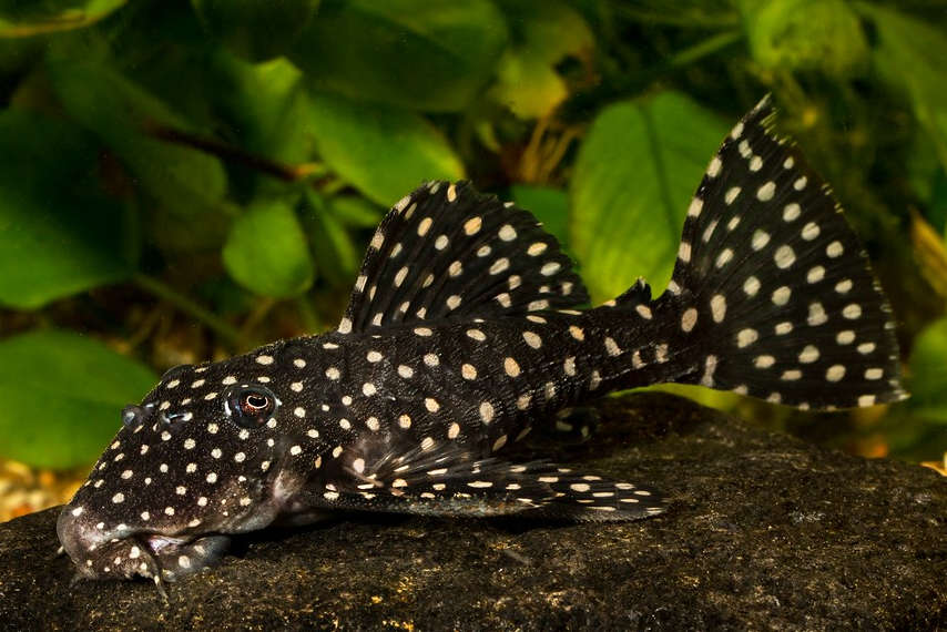 Galaxy Pleco (Leporacanthicus galaxias) Species Profile ::  AquariumDomain.com