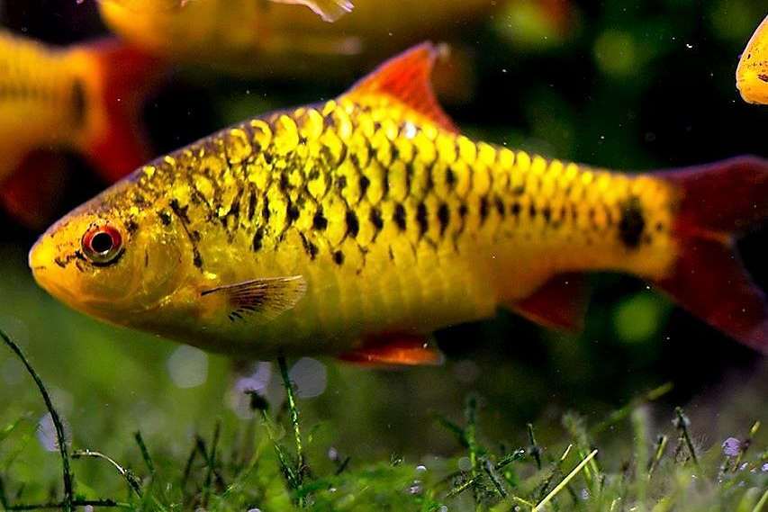 gold barb fish
