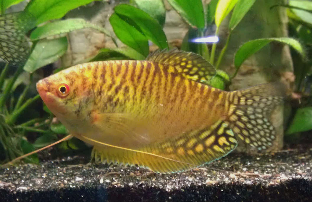 Gold Gourami (Trichogaster trichopterus) Species Profile ::  AquariumDomain.com