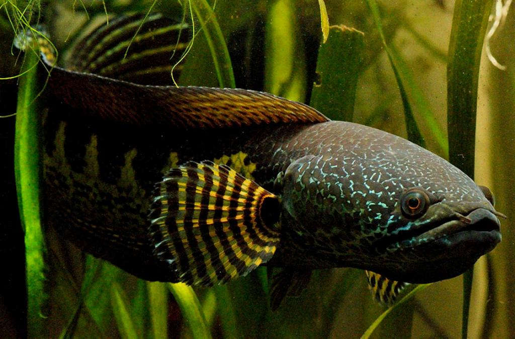 Golden Cobra Snakehead Channa Aurantimaculata Species Profile Aquariumdomain Com
