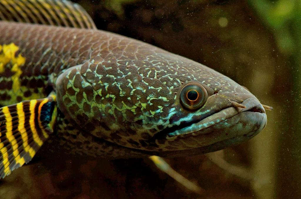 Golden Cobra Snakehead Channa Aurantimaculata Species Profile Aquariumdomain Com