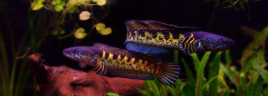 Golden Cobra Snakehead Channa Aurantimaculata Species Profile Aquariumdomain Com