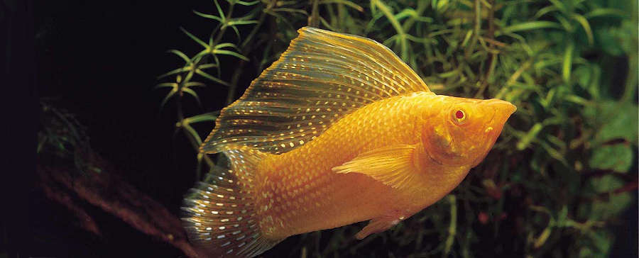 Molly Fish Species Profile